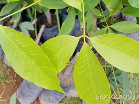 Bầu 1 tầng lá giống cao su RRIV 209 chuẩn bị xuất vườn
