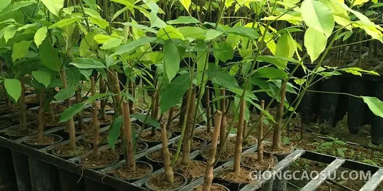 Bầu cây giống cao su ghép đạt tiêu chuẩn kỹ thuật cao trước khi xuất vườn
