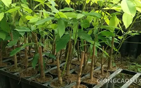 Bầu cây giống cao su ghép đạt tiêu chuẩn kỹ thuật cao trước khi xuất vườn