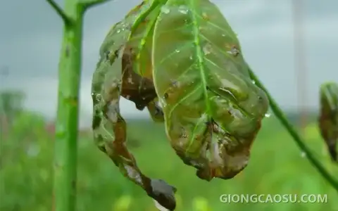 Đầu lá cao su non thâm đen do bệnh héo đen đầu lá trong mùa mưa