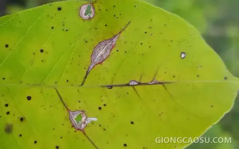 Vết bệnh rụng lá Corynespora hình tròn màu xám nâu viền vàng trên lá cao su