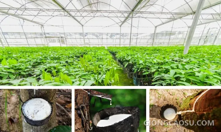 Các giống cao su cho năng suất mủ nhiều được khuyến cáo trồng