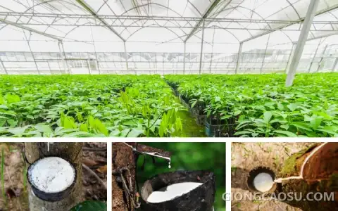 Các giống cao su cho năng suất mủ nhiều được khuyến cáo trồng