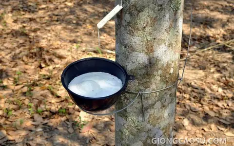 Cạo mủ cao su trên thân cây, minh họa cho từ vựng rubber trong tiếng Anh