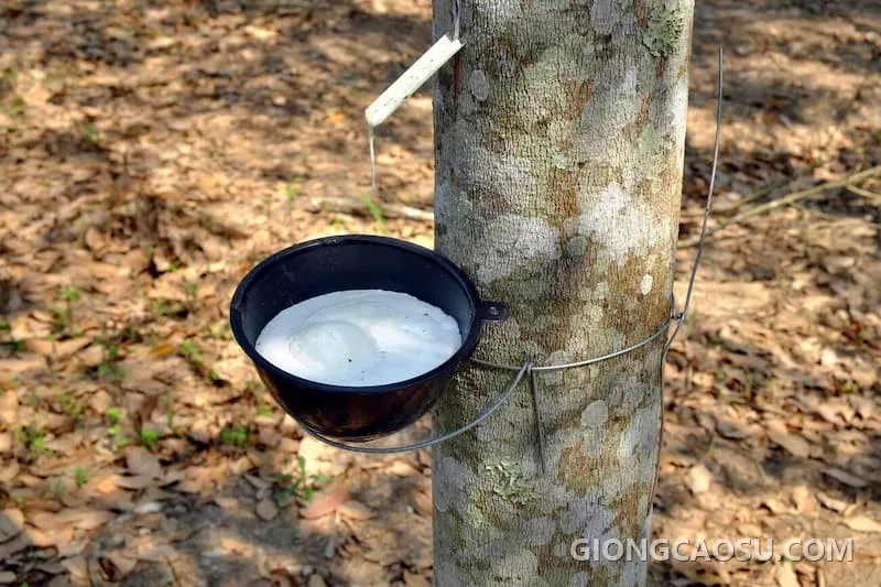 Cạo mủ cao su trên thân cây, minh họa cho từ vựng rubber trong tiếng Anh