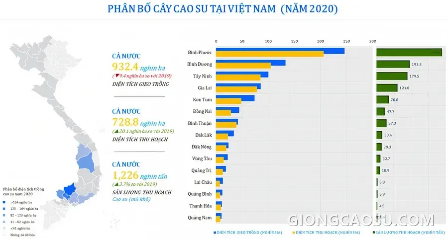 Cây cao su được trồng nhiều nhất ở vùng Đông Nam Bộ