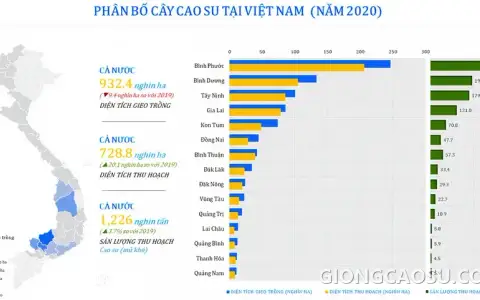 Cây cao su được trồng nhiều nhất ở vùng Đông Nam Bộ