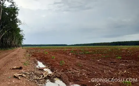 Đất trồng cây cao su được cày xới chuẩn bị cho vụ trồng mới