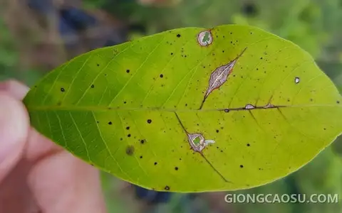 Tổng hợp các loại dịch hại thường gặp trên cây cao su và cách phòng trị