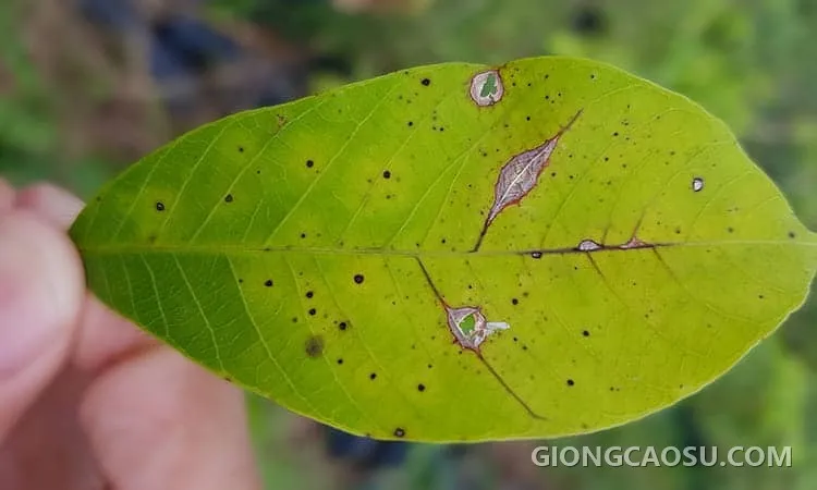 Tổng hợp các loại dịch hại thường gặp trên cây cao su và cách phòng trị