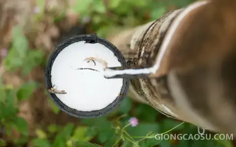 Bảng giá mủ cao su cập nhật tại khu vực Đông Nam Bộ