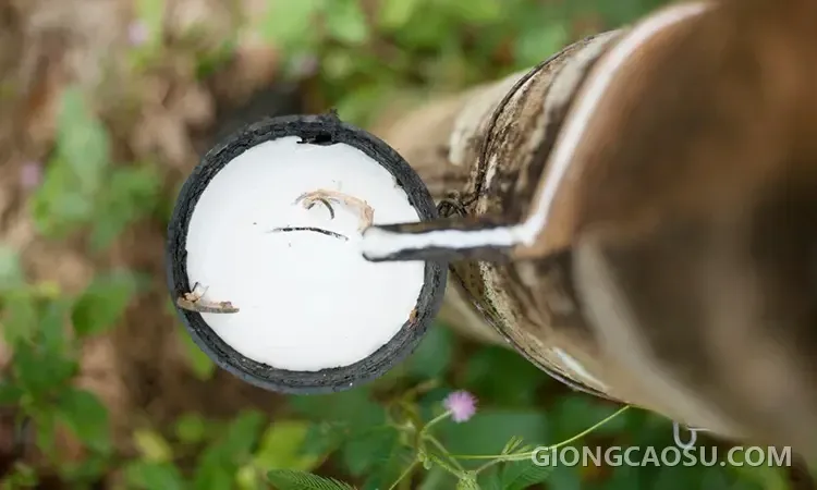 Bảng giá mủ cao su cập nhật tại khu vực Đông Nam Bộ