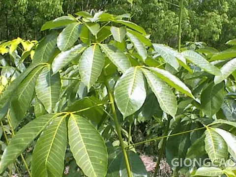 Cây giống cao su PB 255