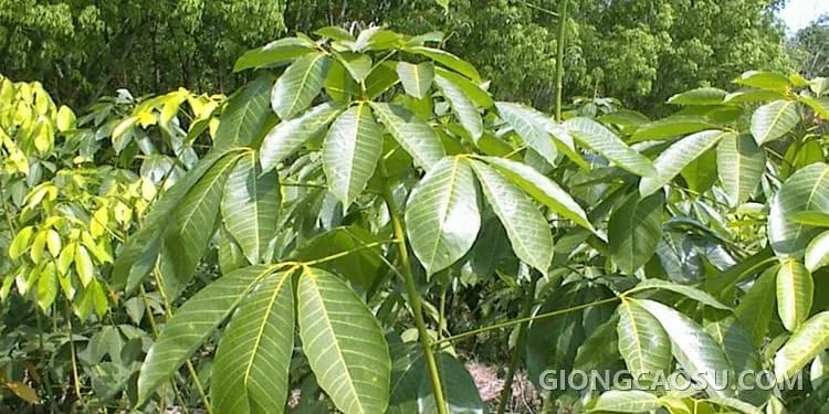 Cây giống cao su PB 255