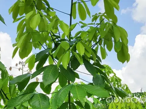 Cây giống cao su RRIV 1