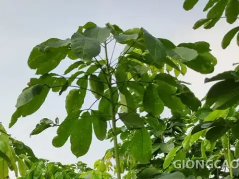Giống cao su RRIV 103