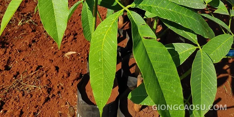 Cây giống cao su RRIV 114
