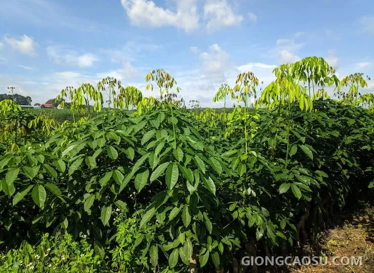 Cây giống cao su RRIV 115