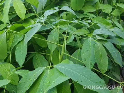 Bầu 2-3 tầng lá giống cao su RRIV 124 (Lai Hoa 90/952)