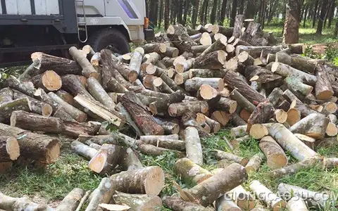 Gỗ cây cao su sau khi thanh lý vườn cây