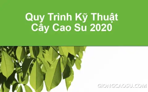 Hội nghị công bố Quy trình kỹ thuật cây cao su 2020 do Tập đoàn Công nghiệp Cao su Việt Nam tổ chức