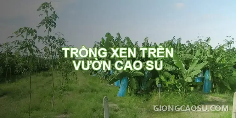Mô hình trồng xen và canh tác tổng hợp trên vườn cây cao su kiến thiết cơ bản
