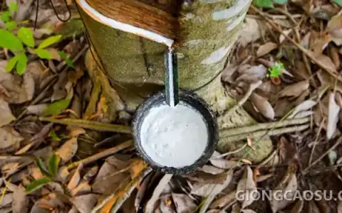 Mủ cao su trắng đục chảy ra từ đường cạo trên thân cây cao su