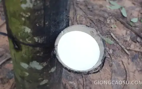 Mủ nước chảy từ miệng cạo giống cao su RRIV 209 sau khi bôi thuốc kích thích