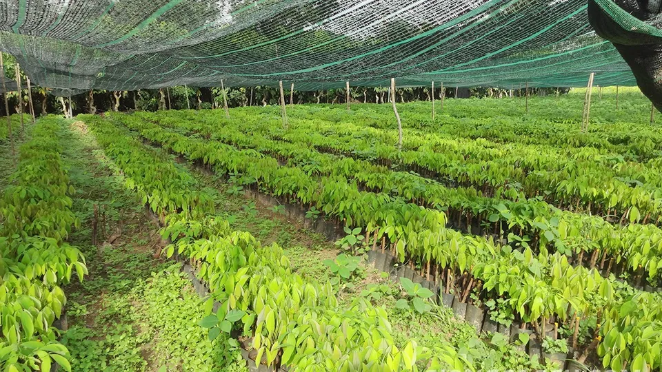 Nuôi bầu 1 tầng lá giống cao su RRIV 103 chuẩn bị cho vụ tái canh