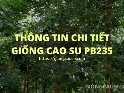 Giống cao su PB235 loại da xanh