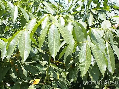Vườn nhân giống cao su RRIV 4