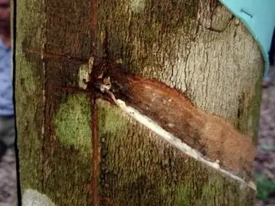 Triệu chứng bệnh thối vỏ Fusarium trên cây cao su