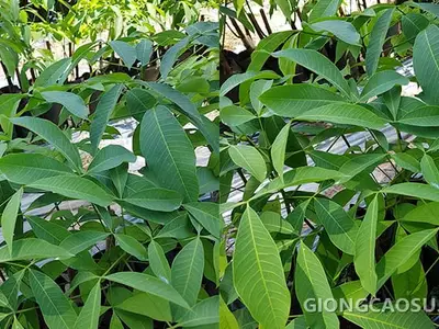 Giống cao su RRIV 209