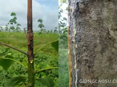 Vết bệnh Botryodiplodia lan rộng trên thân cây cao su kinh doanh