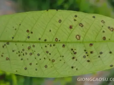 Triệu chứng bệnh đốm mắt chim trên lá non cây cao su trong vườn ươm