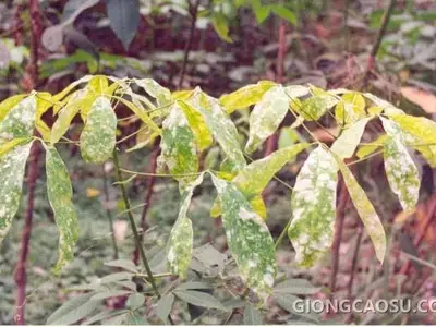 Bệnh phấn trắng trên lá cây cao su