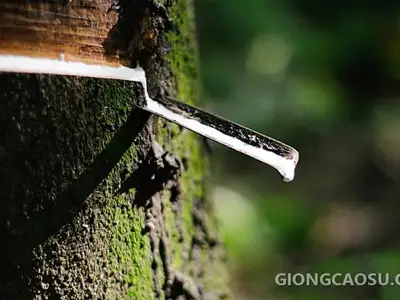 Công nhân cạo mủ cao su