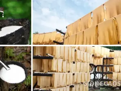 Cao su tự nhiên được khai thác từ cây cao su