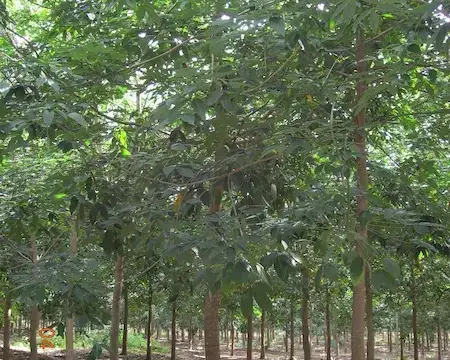 Giống cao su PB235