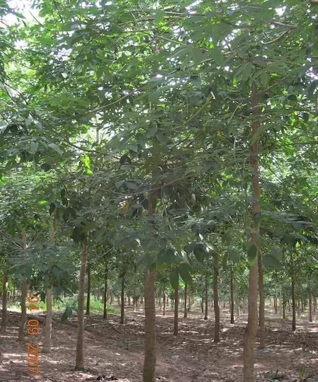 Giống cao su PB235