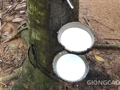 Giống cao su RRIV 209