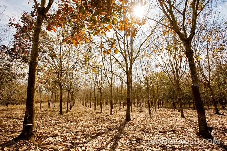 Rừng cao su vào mùa thay lá với sắc vàng đặc trưng