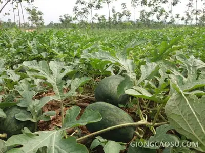Trồng dưa hấu xen canh với cây cao su non