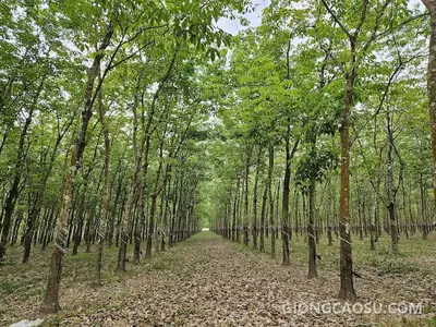 Vườn cây cao su đang trong giai đoạn khai thác mủ