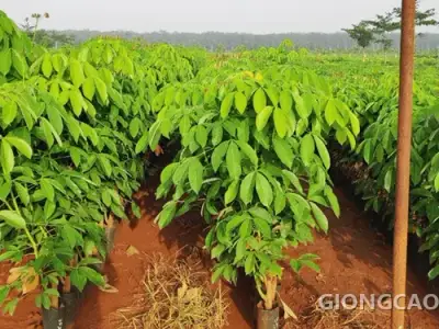 Vườn nhân giống cao su RRIV 106