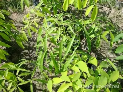 Cây cao su bị ngộ độc thuốc trừ cỏ hoặc phân bón lá