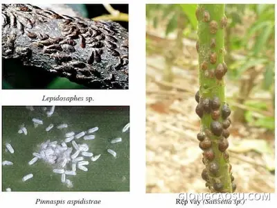 Rệp sáp, rệp vảy gây hại chồi non cây cao su
