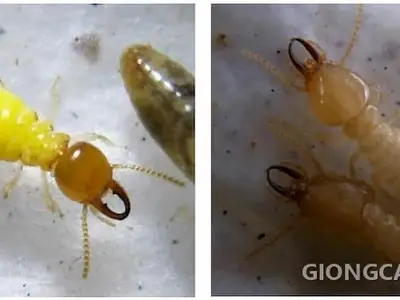 Mối Globitermes sulphureus gây hại thân cây cao su