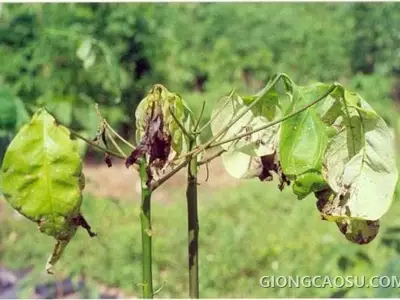 Bệnh héo đen đầu lá trên cây cao su
