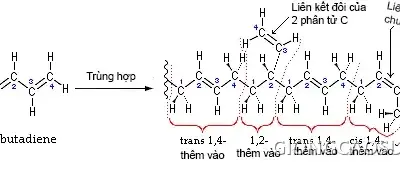 Minh họa phản ứng trùng hợp 1,3-Butadien (tác giả UserH Padleckas)